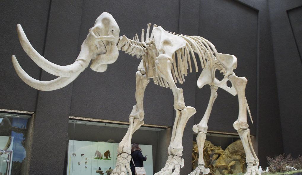 Wolly mammouth skeleton