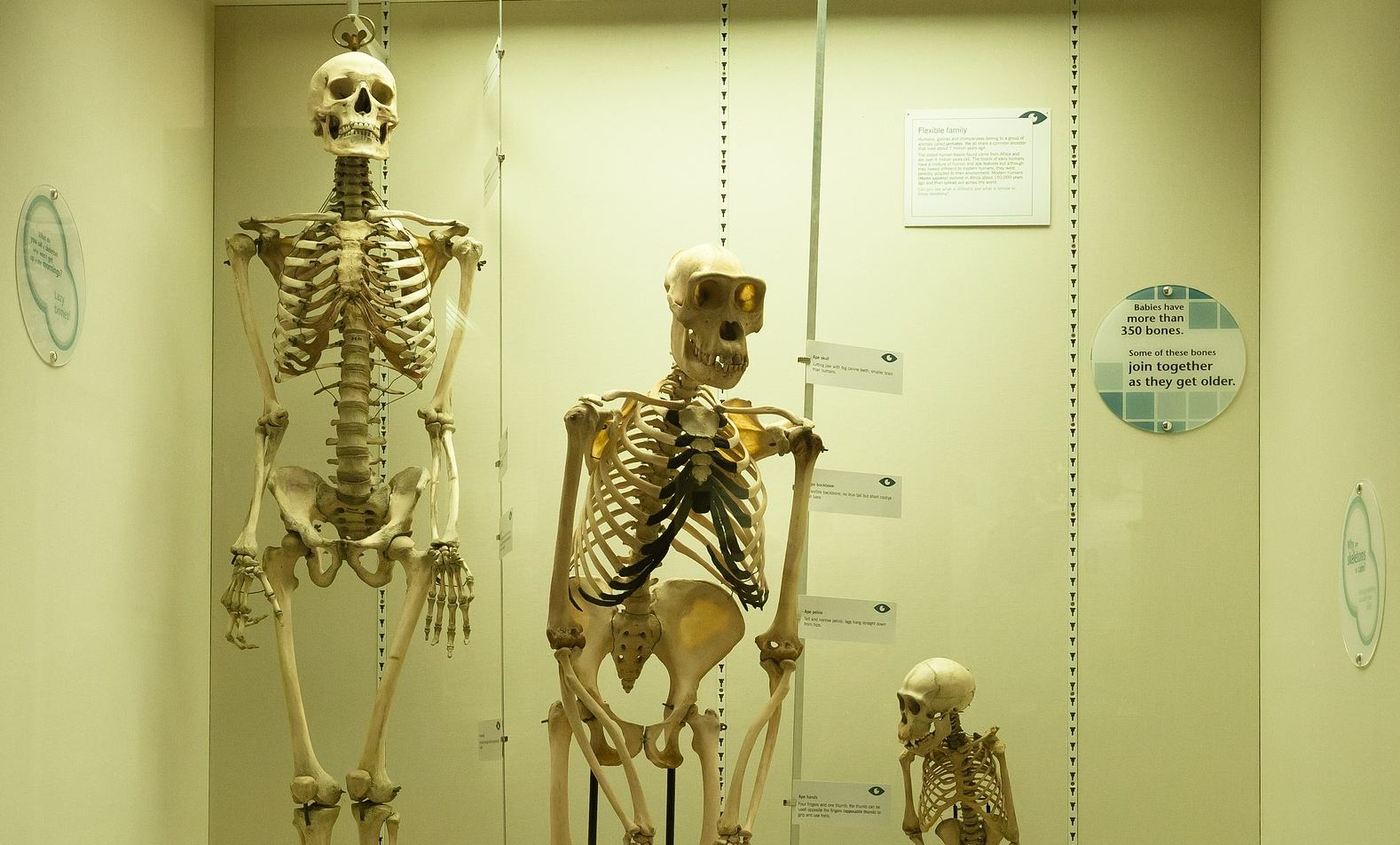 Teacher drawing with glass tubes